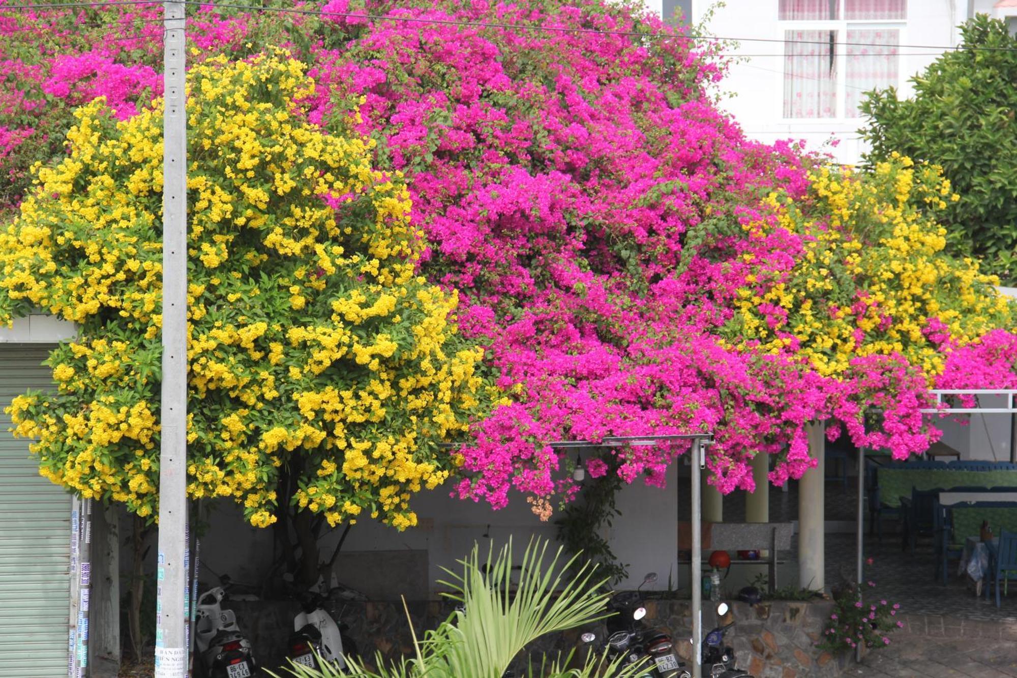 Dynasty Muine Resort Ap Thien Phuoc Exterior foto